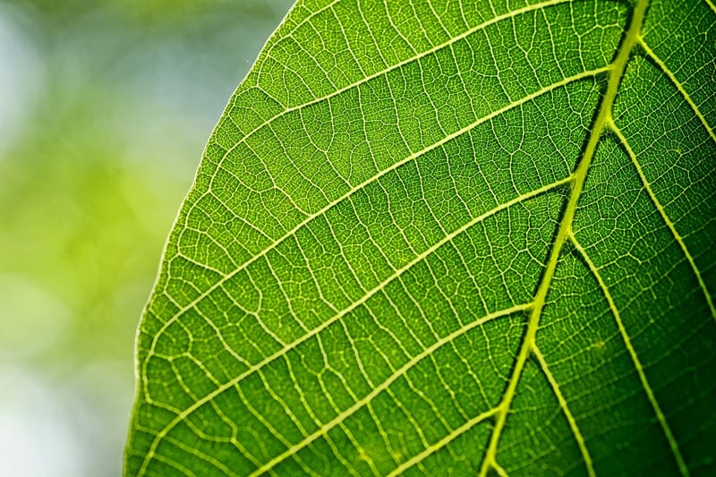 Leaf Illustrations