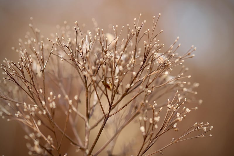 Plant-Themed Ornaments